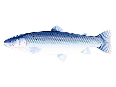 Atlantic salmon fish animal fish illustration trout vector