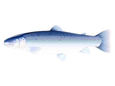 Atlantic salmon fish