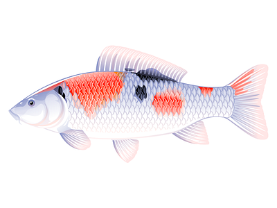 Koi carp fish animal carp fish illustration koi fish vector