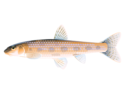 Gudgeon fish animal fish illustration vector