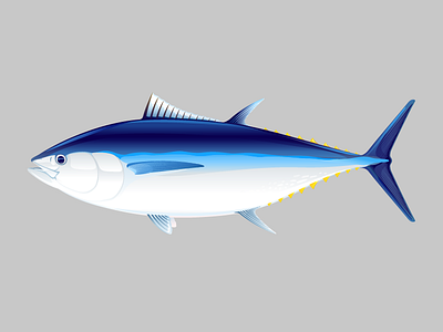 Bluefin tuna fish bluefin tuna fish illustration ocean fish tuna vector