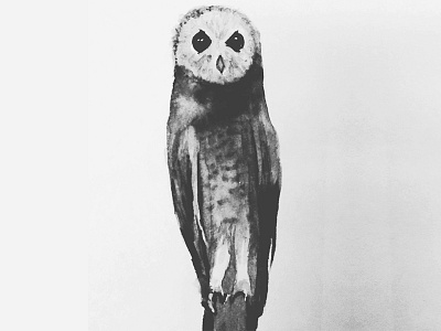 Owl bird black illustration ink owl white
