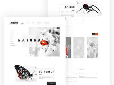 insect web page