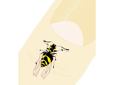 Wasp on the nail