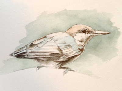 Study: Brown-Headed Nuthatch bird illustration study