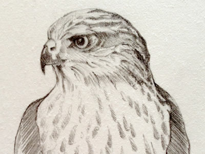 Study: Hawk Pencil bird illustration study