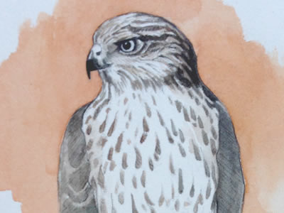 Study: Hawk bird illustration study