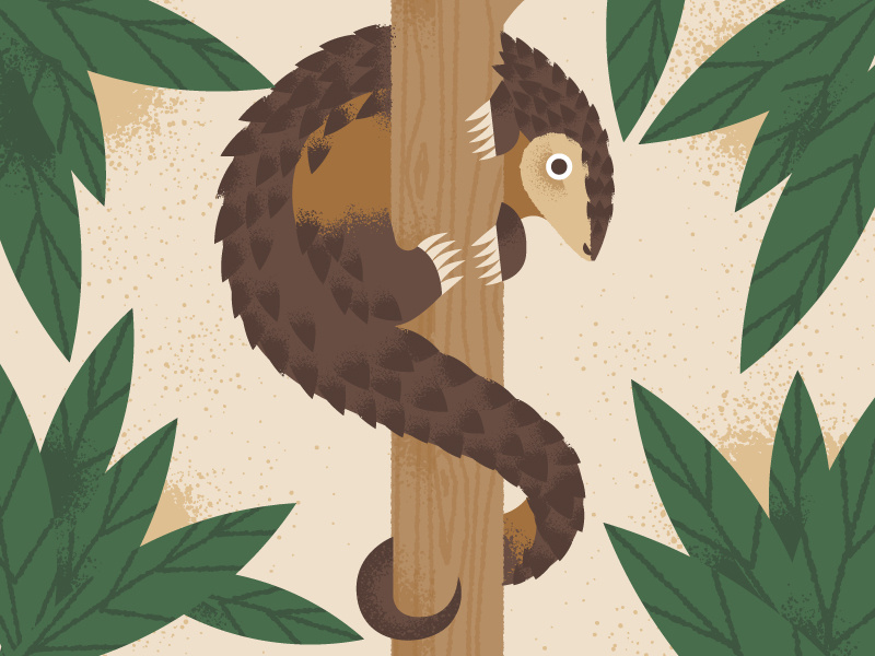 Pangolin endangered animals world pangolin day climbing tree pangolin
