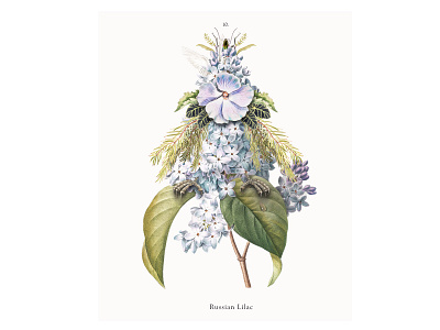 Russian Lilac botanical illustration illustration