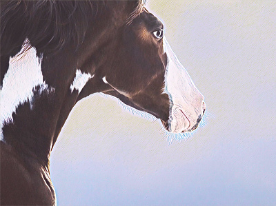 Wild Pinto Horse Portrait digital painting horse art illustration