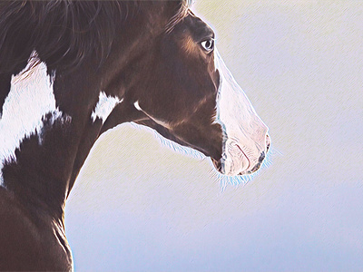 Wild Pinto Horse Portrait