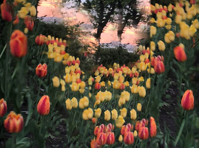 Eternal Hope Springs all in camera art dawn no effects no photospop panorama sabotage roguepano springtime tulips