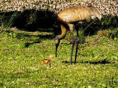 Sand Hill Crane Chick Getting Dinner design graphic design illustration