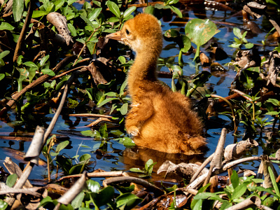 Sand Hill Crane Chick Experiencing Water for the First Time