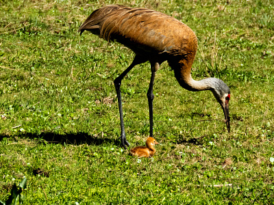 Sand Hill Crane Chick Resting at Mother's Side