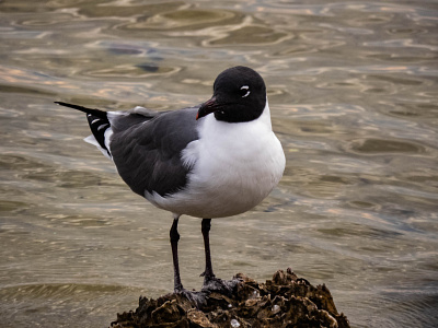 Sea Gull at Attention