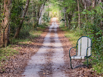 Florida Nature Trail design graphic design illustration