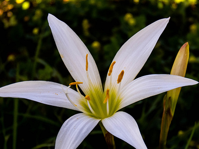 Atamasco Rain-Lily