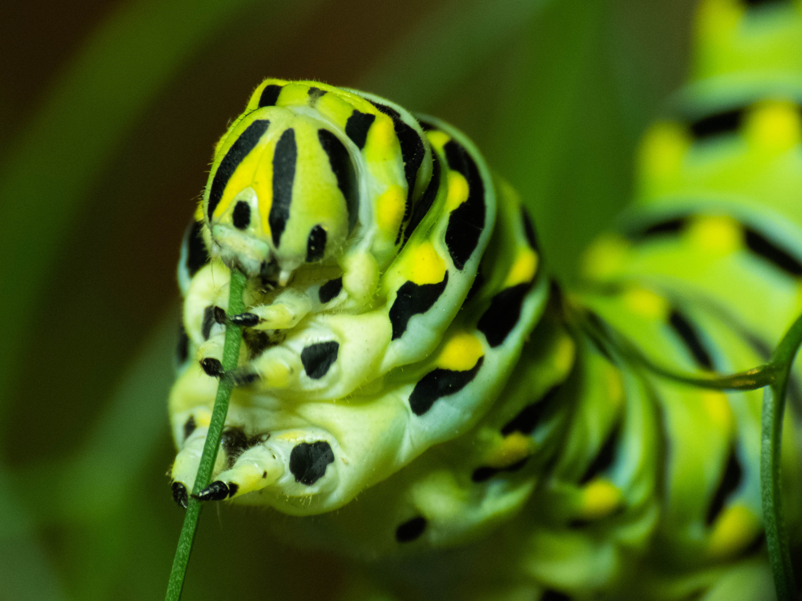 zebra swallowtail caterpillar