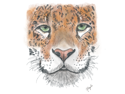 Leopard cat design drawing illustration leopard procreate