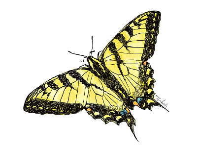 Butterfly butterfly design drawing illustration procreate