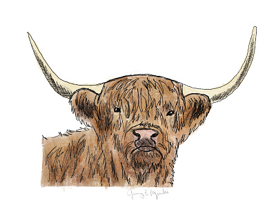 Highland Cow cow design drawing highland illustration procreate