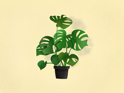 Monstera