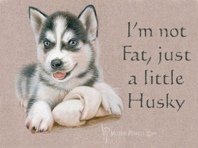 Husky I'm Not Fat Just A Little Husky colored pencils dog husky k9 pup puppy siberian siberian husky watercolor
