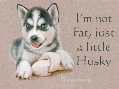 Husky I'm Not Fat  Just A Little Husky