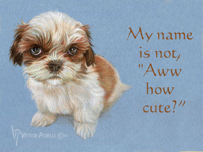 "Shih Tzu" My Name Is Not, "Aww How Cute?" art colored pencils dog fine art freehand portrait pup puppy watercolor