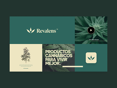 Revalens Brand brand branding cannabis cannabis branding green logo marihuana natural plants yellows