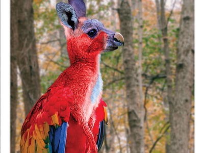 MacawkaRoo creature kangaroo macaw mutant photoshop composite