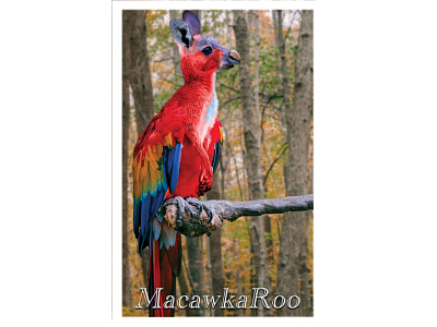 MacawkaRoo creature kangaroo macaw mutant photoshop wild