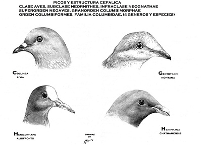 AVES columbinas