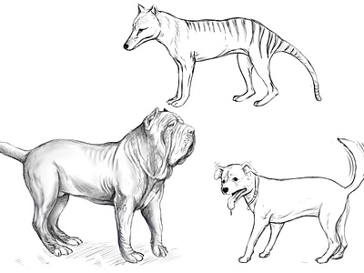 DIBUJO y CIENCIAS belleza ciencias design dibujo dog drawing illustration ilustracion lobo marsupial perro thylacine thylacino tylacino