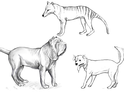 DIBUJO y CIENCIAS belleza ciencias design dibujo dog drawing illustration ilustracion lobo marsupial perro thylacine thylacino tylacino