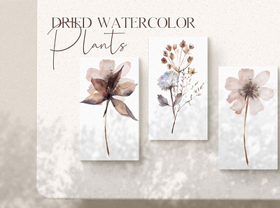 Watercolor dried plants digitalart driedplant photoshop plant