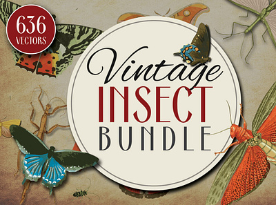 Insect Vector Graphics Bundle bundle illustrations insects vector
