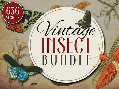 Insect Vector Graphics Bundle