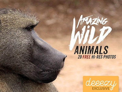 20 Amazing Wild Animals africa animals backgrounds deeezy free free backgrounds free downloads free photos freebies nature photography photos