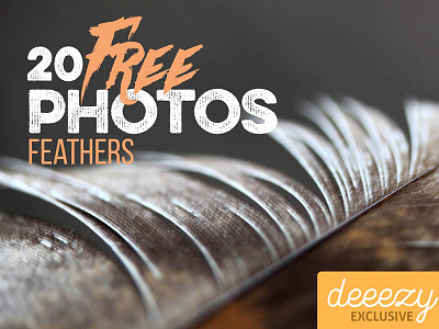 20 FREE Feather Photos
