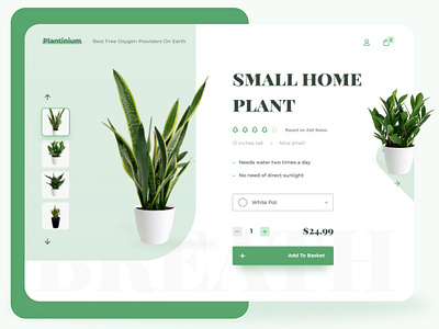 Online Plant Shop conceptual design figma flower green online shop plant pot shop sketch ui uidesign ux webdesign website
