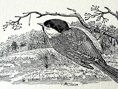 Thomas Bewick Letterpress Print a history of british birds bird letterpress marsh titmouse printed thomas bewick woodblock print