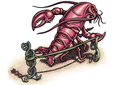 "Genes as Followers" animal art animal illustration dna editorial art editorial illustration genes genetics illustration lisa haney lobster science illustration scratchboard