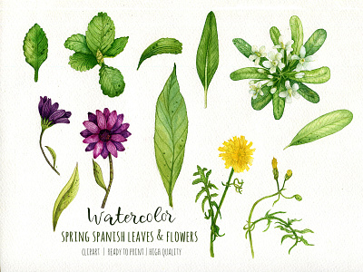 watercolor spring wild spanish flowers & leaves clipart design green herbs illustration print spring textile watercolorart wild