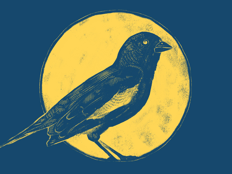 Lark Bunting bird lark drawing photoshop illustration