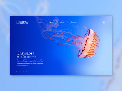 National Geographic Concept national geographic nature portfolio ui ux