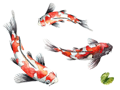 Japan asia carp chinese fish goldfish japan japanese koi nature ornamental watercolor waterlily