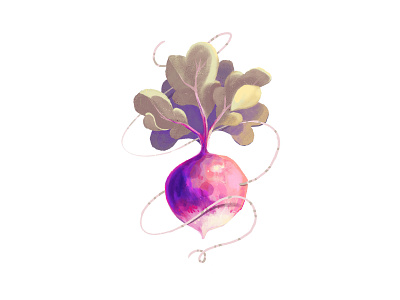 Turnip 02 illustration procreate turnip vegetable