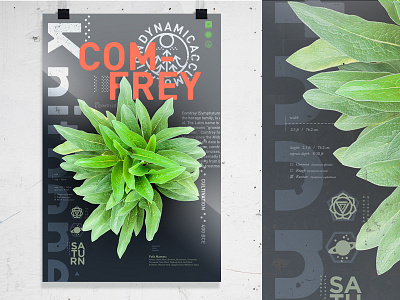 Comfrey Poster Final